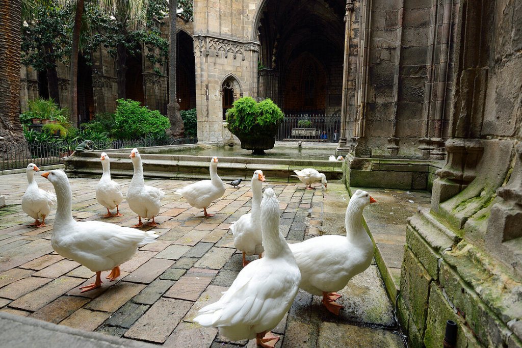 Thirteen white geese wandering in the cloister of Barcelona Cathedral, a long-standing tradition honoring Saint Eulalia, the city’s co-patron saint.